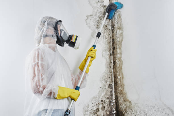 Best Residential Mold Inspection & Testing  in Freeburg, IL